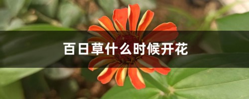 百日草什么时候开花