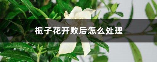 栀子花开败后怎么处理