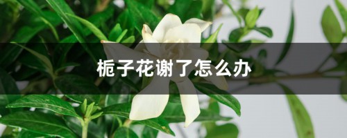 栀子花谢了后别轻视，好好养护，下次才能花满枝！