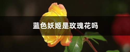 蓝色妖姬是玫瑰花吗